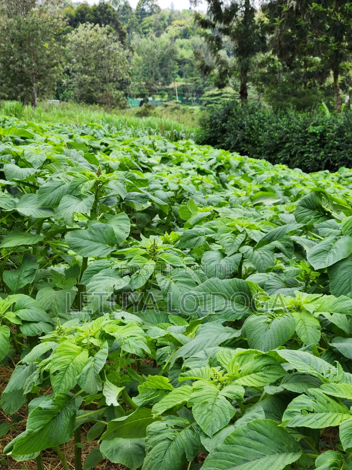 1⁄4 Acre Ngong-Lemiso Road (Silicon Valley)