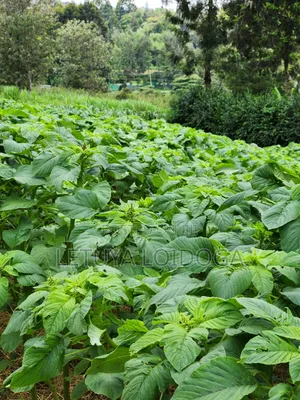 1⁄4 Acre Ngong-Lemiso Road (Silicon Valley)