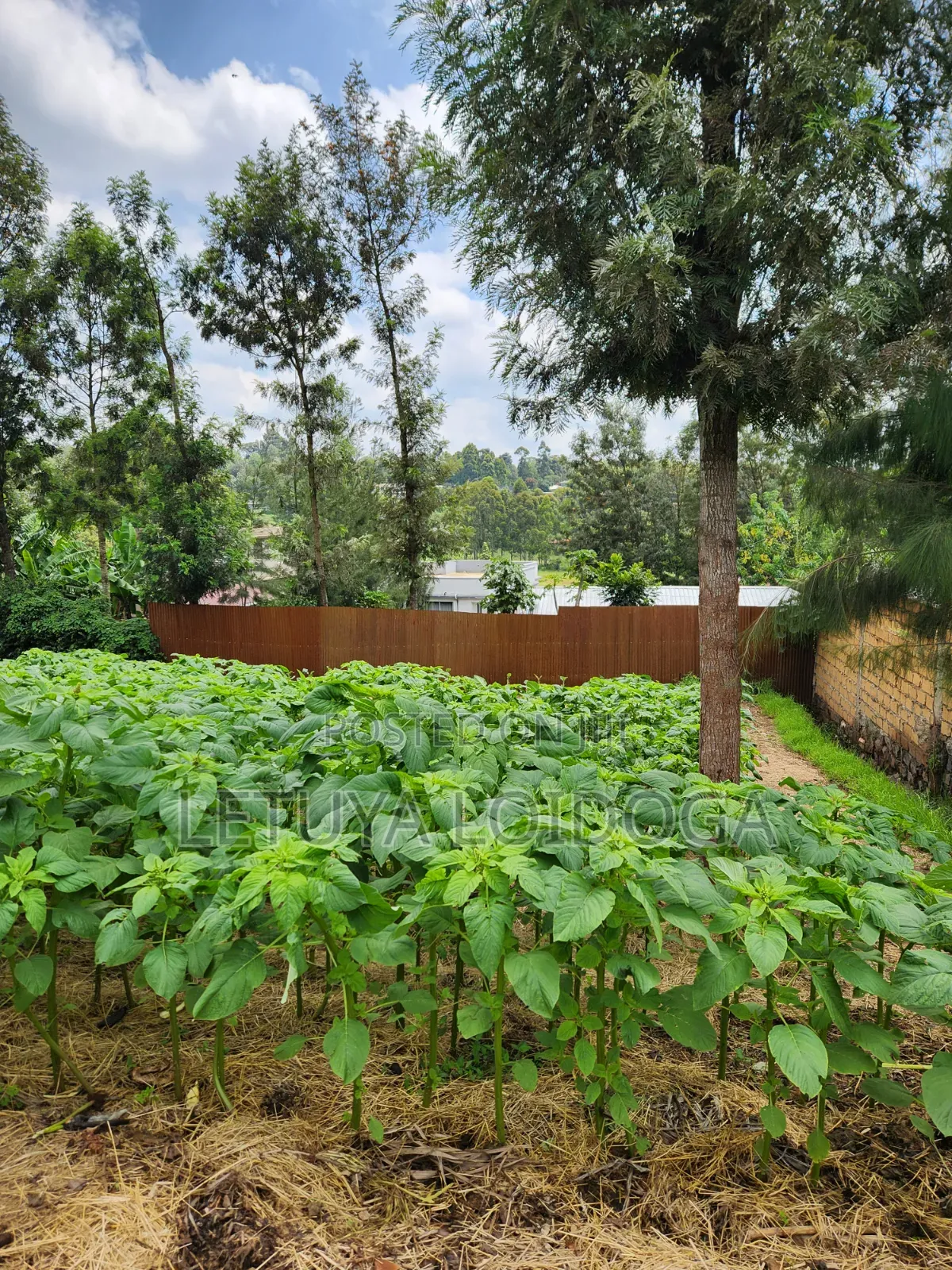 1⁄4 Acre Ngong-Lemiso Road (Silicon Valley)