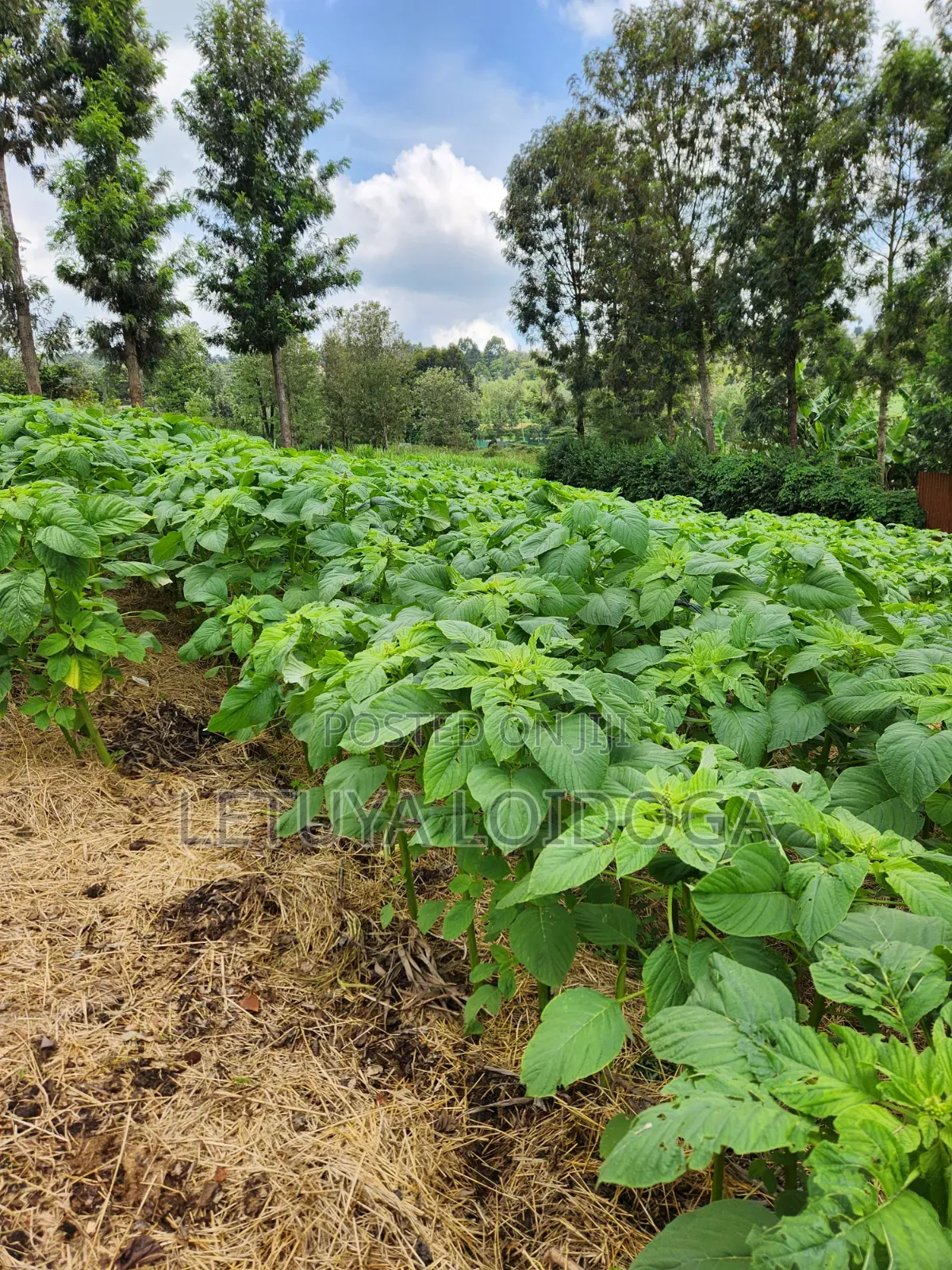 1⁄4 Acre Ngong-Lemiso Road (Silicon Valley)