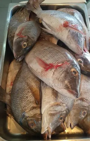 White Snapper Fish