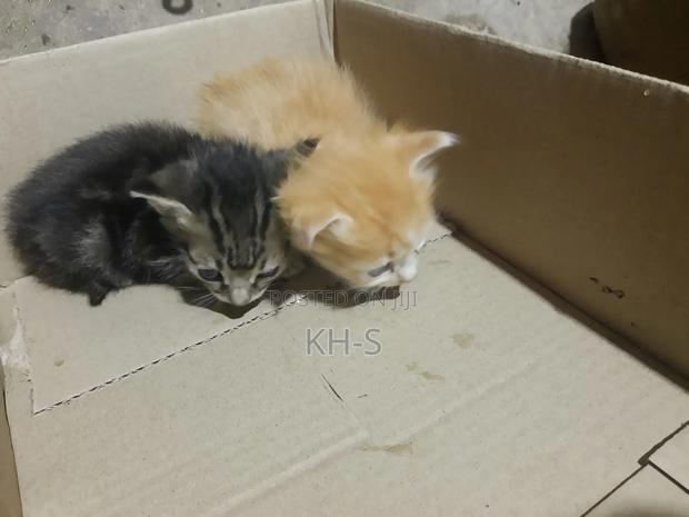 0-1 month Female Mixed Breed Cat - thumbnail 3