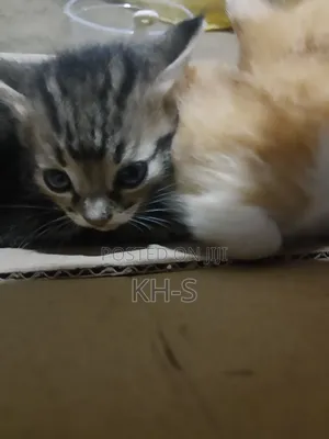 0-1 month Female Mixed Breed Cat