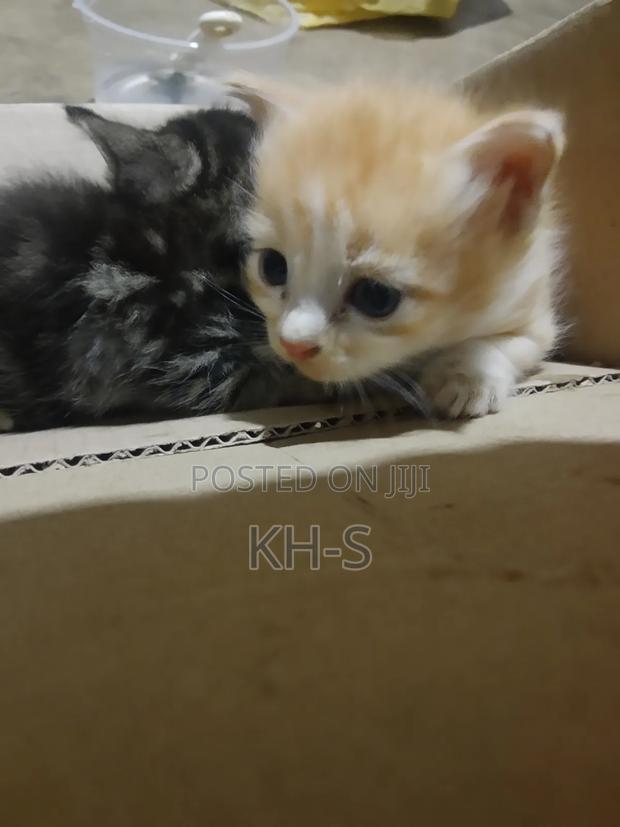 0-1 month Female Mixed Breed Cat - thumbnail 2