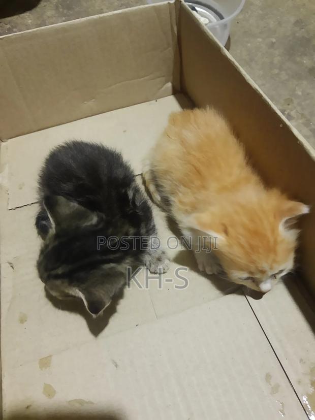 0-1 month Female Mixed Breed Cat - thumbnail 4