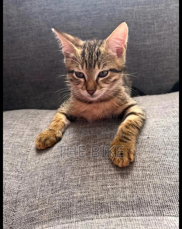 1-3 months Male Mixed Breed American Shorthair