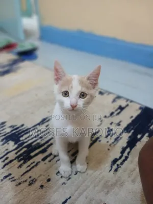 1-3 months Male Mixed Breed Tabby