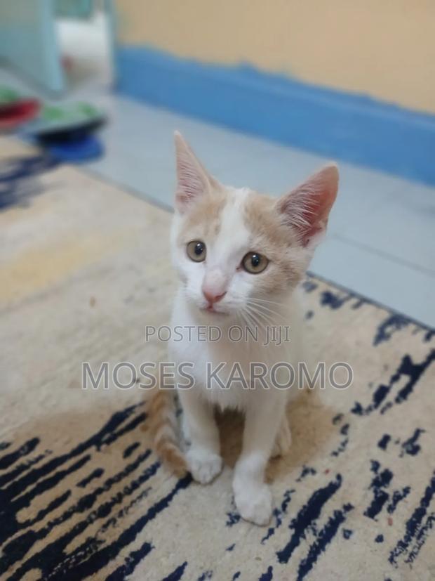 1-3 months Male Mixed Breed Tabby - thumbnail 2