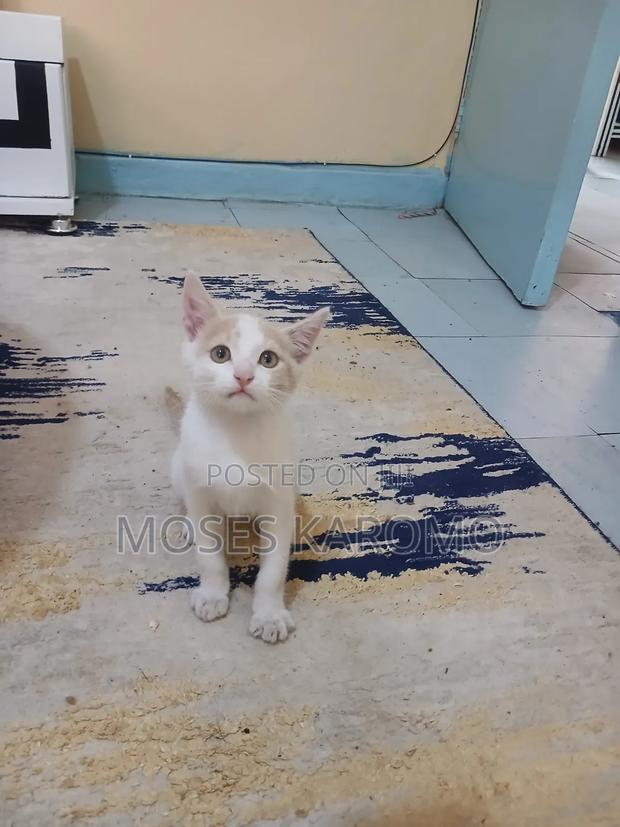 1-3 months Male Mixed Breed Tabby - thumbnail 3