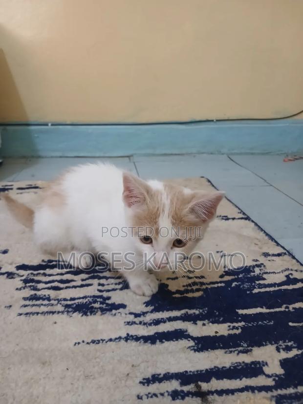 1-3 months Male Mixed Breed Tabby - thumbnail 4
