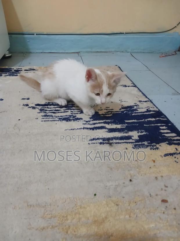 1-3 months Male Mixed Breed Tabby - thumbnail 5