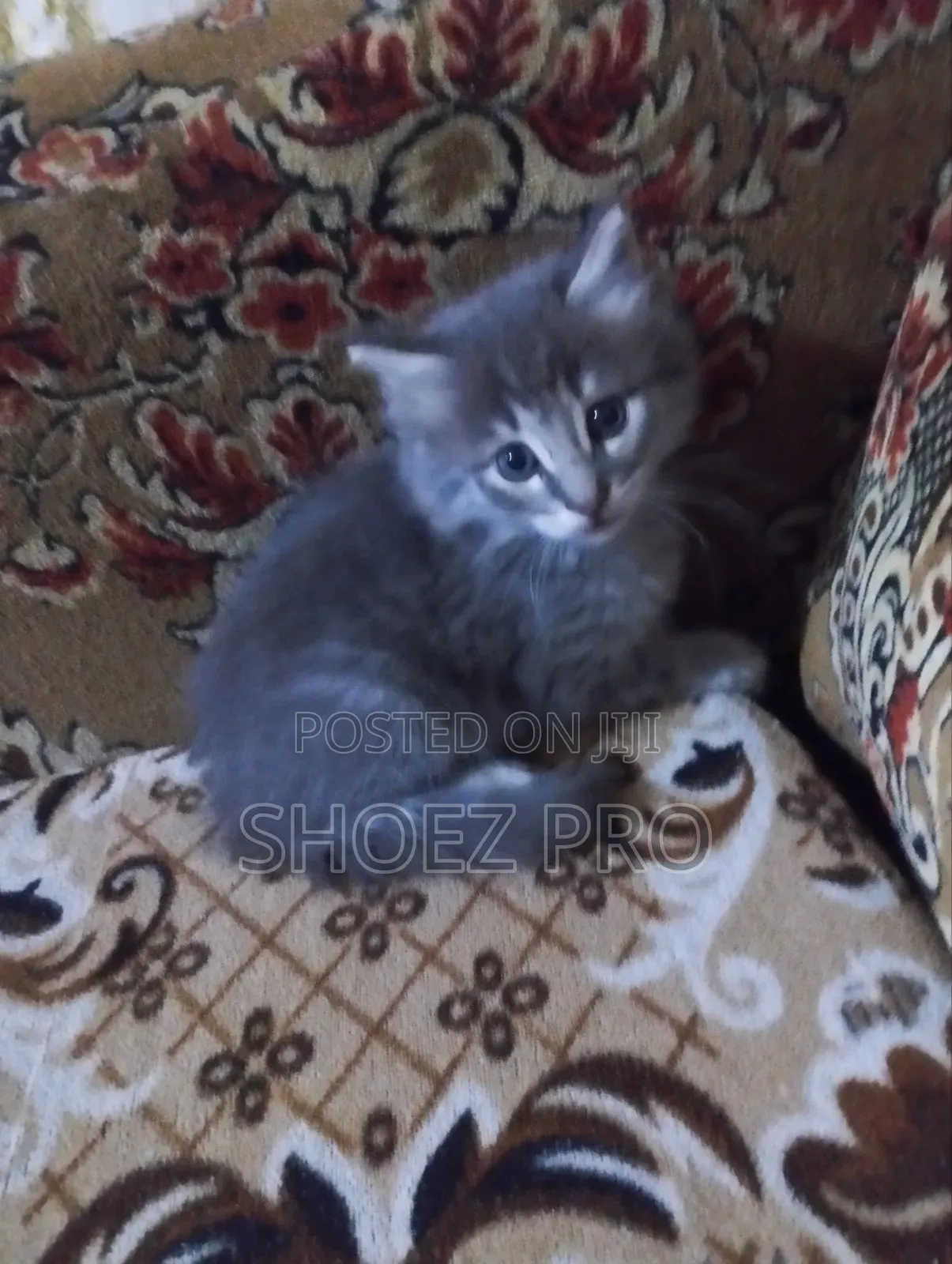0-1 month Male Mixed Breed Cat