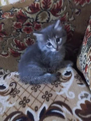 0-1 month Male Mixed Breed Cat