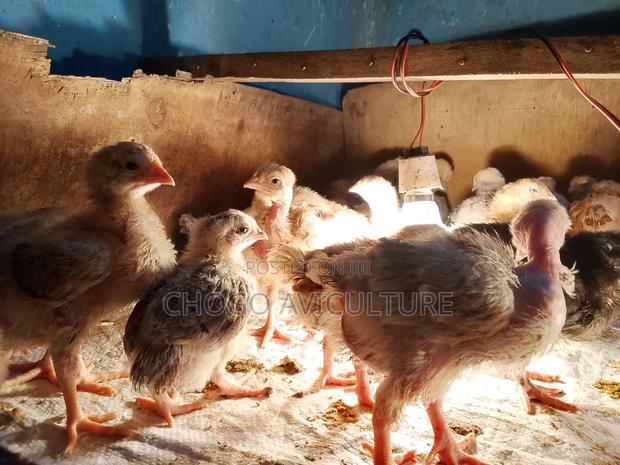 Sassof1 Breed - thumbnail 2