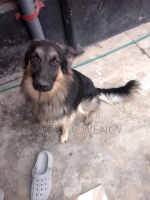 1+ year Male Purebred German Shepherd