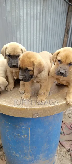 0-1 month Male Purebred Boerboel