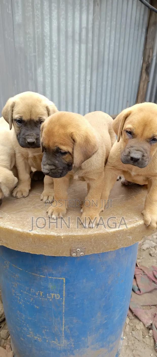 0-1 month Male Purebred Boerboel