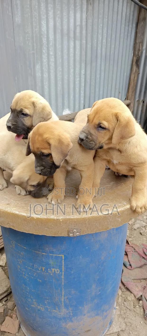 0-1 month Male Purebred Boerboel - thumbnail 3