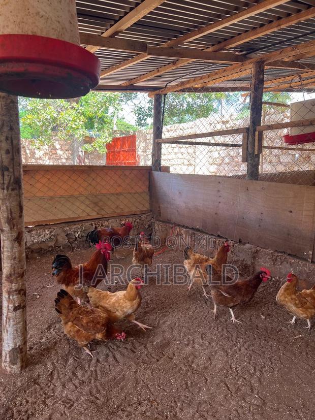 Improved Kenyeji Hens Laying