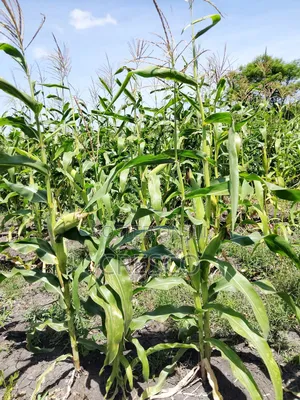 Kilimambogo Plots