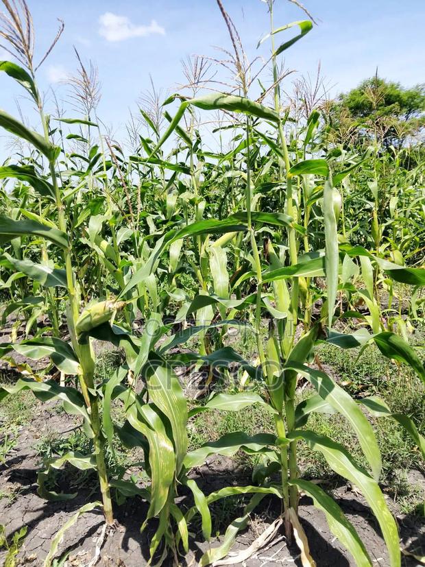Kilimambogo Plots