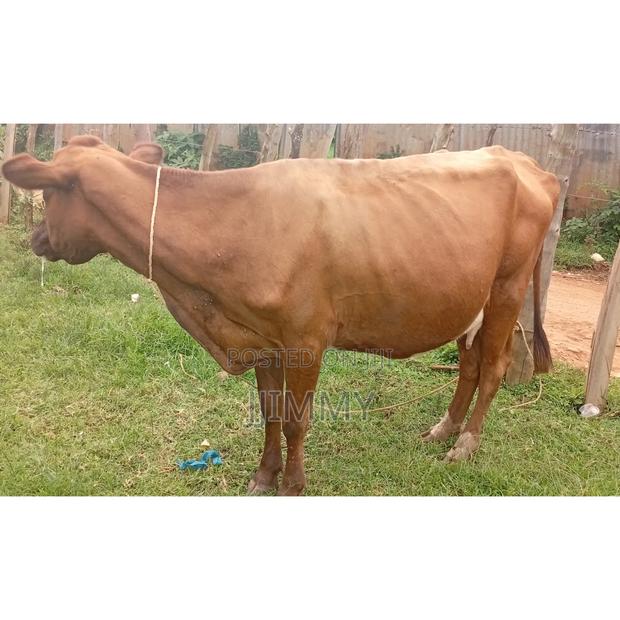 Jersey Dairy Cow