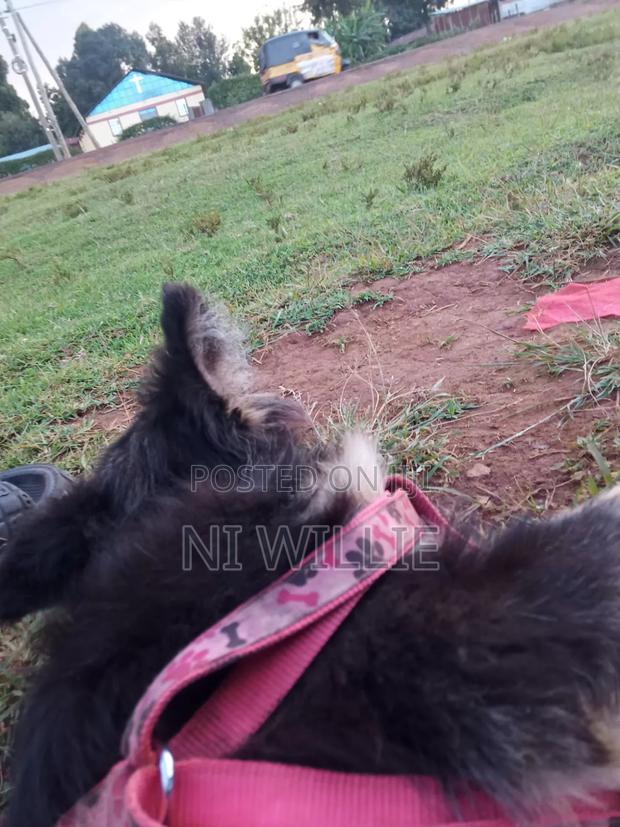 6-12 months Male Purebred German Shepherd