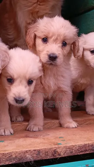 1-3 months Female Purebred Golden Retriever