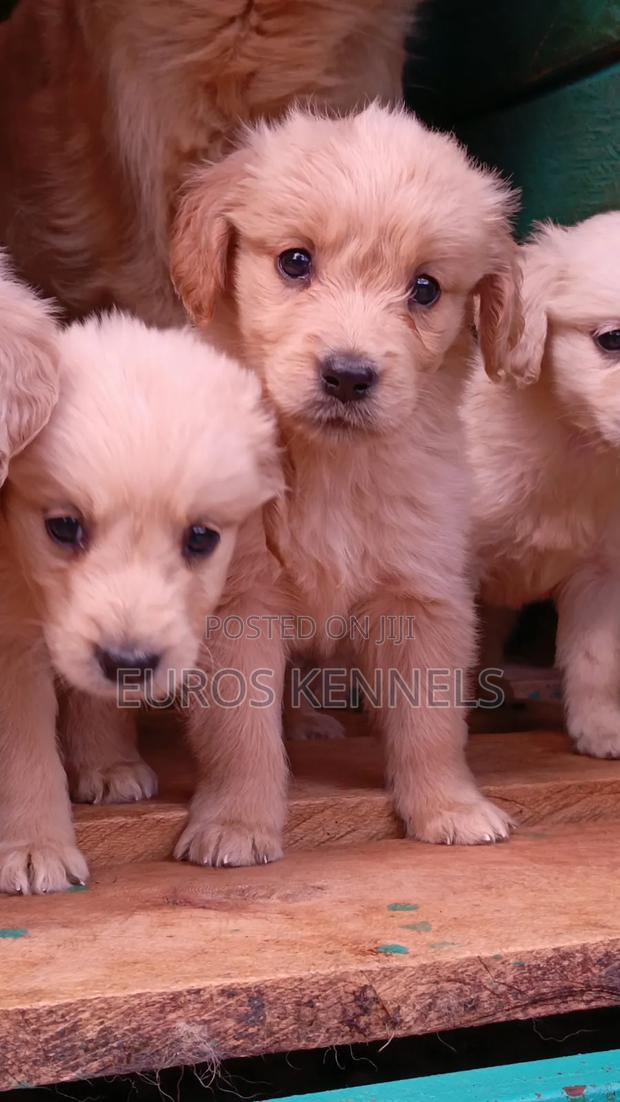 1-3 months Female Purebred Golden Retriever - main view