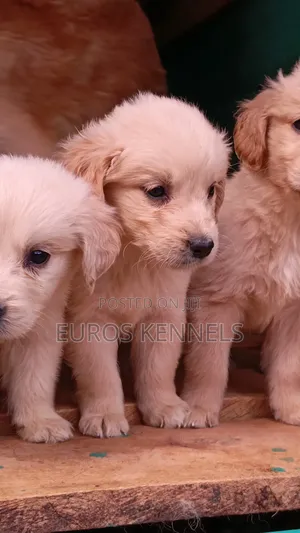 1-3 months Female Purebred Golden Retriever