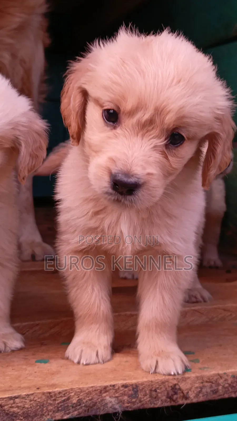 1-3 months Female Purebred Golden Retriever