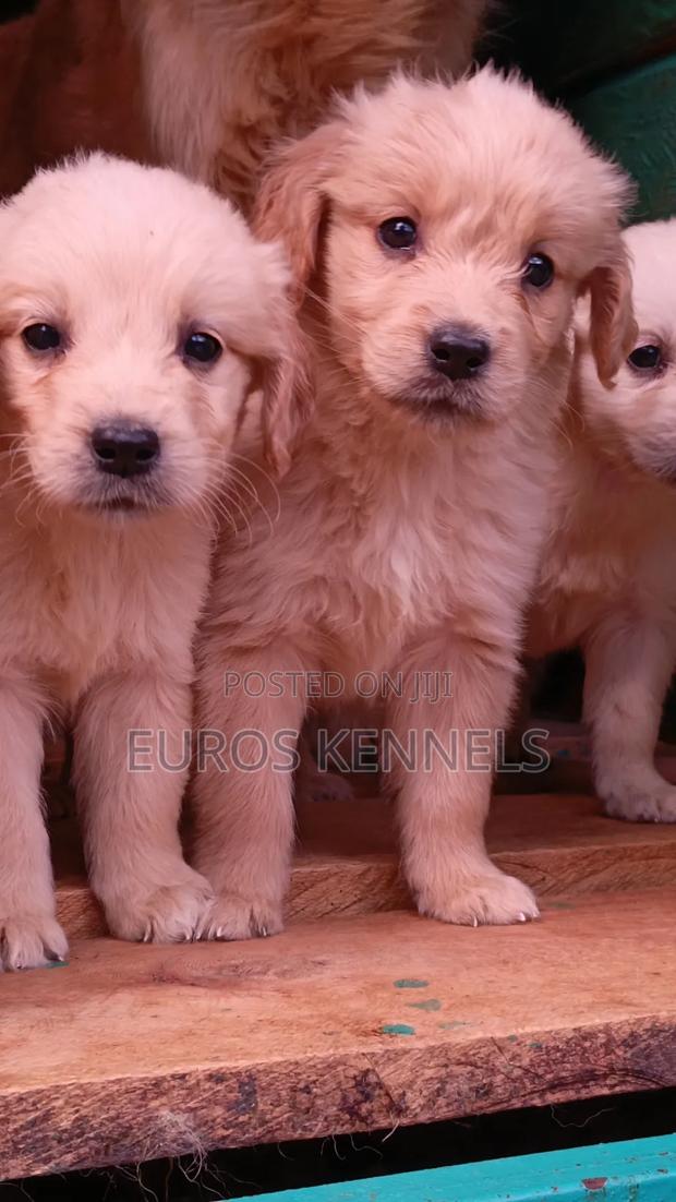 1-3 months Female Purebred Golden Retriever - thumbnail 4