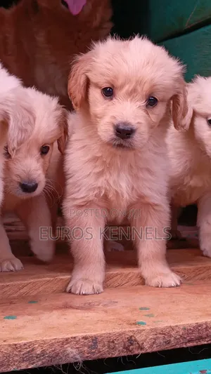 1-3 months Female Purebred Golden Retriever