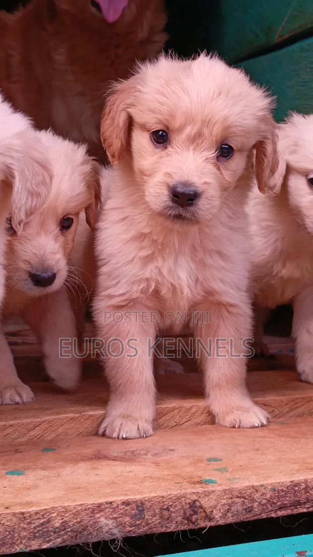 1-3 months Female Purebred Golden Retriever - thumbnail 5