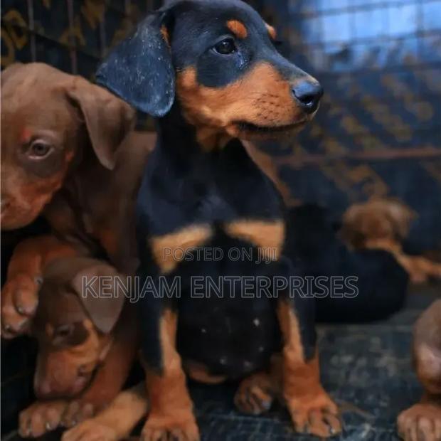 1-3 months Female Purebred Doberman Pinscher