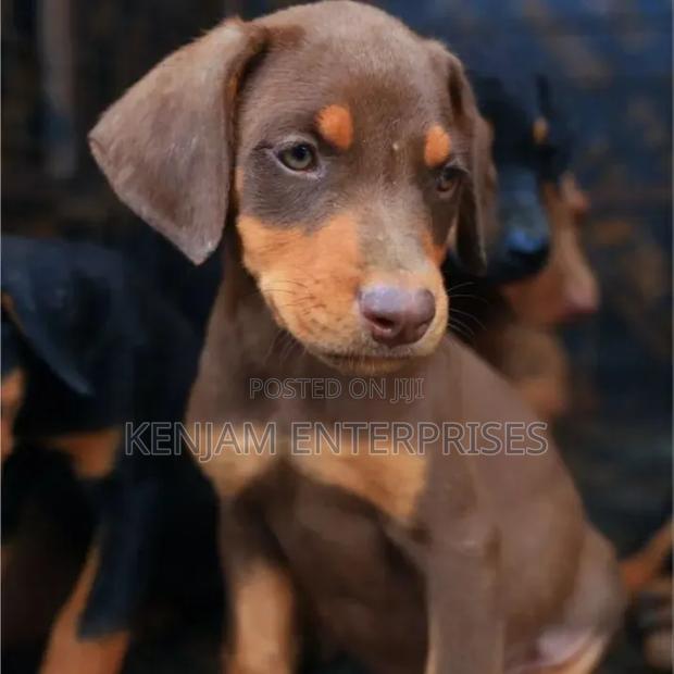 1-3 months Male Purebred Doberman Pinscher - main view