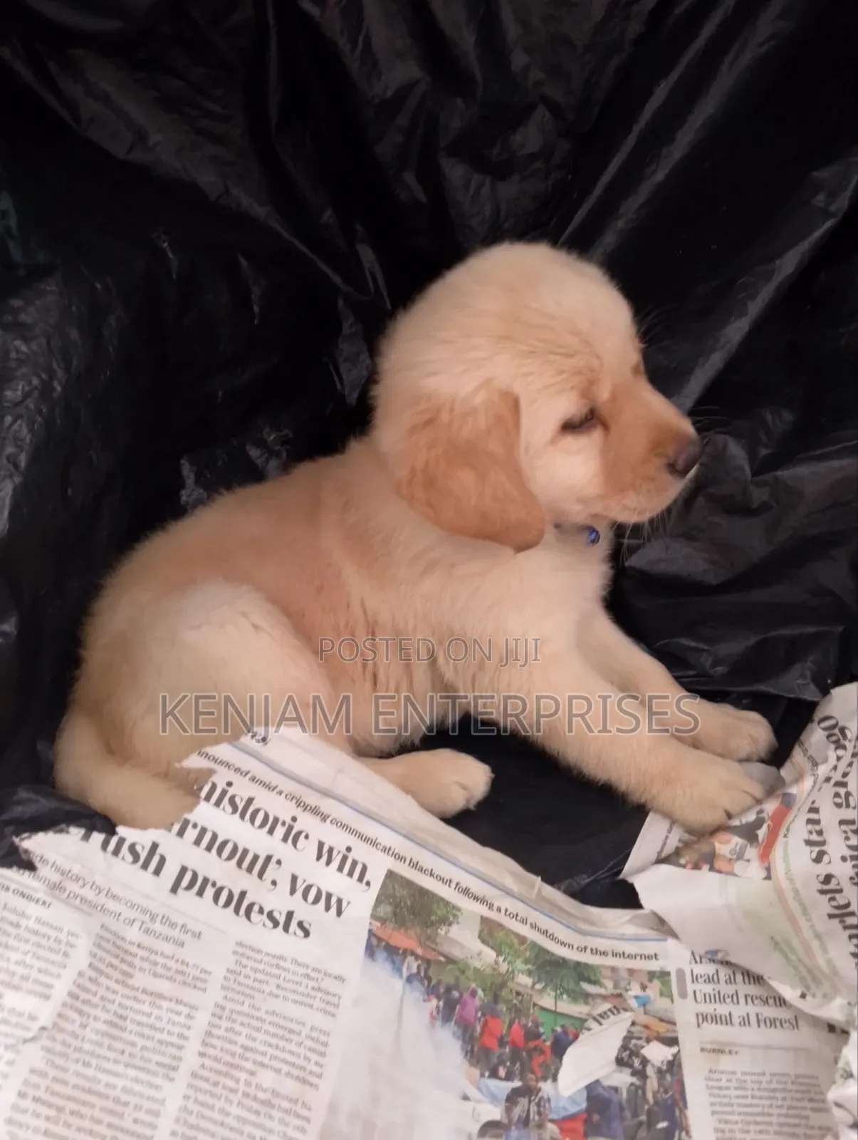 1-3 months Male Purebred Labrador Retriever
