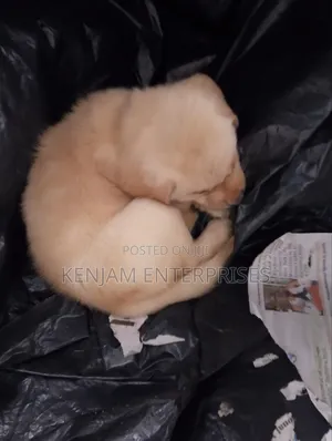 1-3 months Male Purebred Labrador Retriever