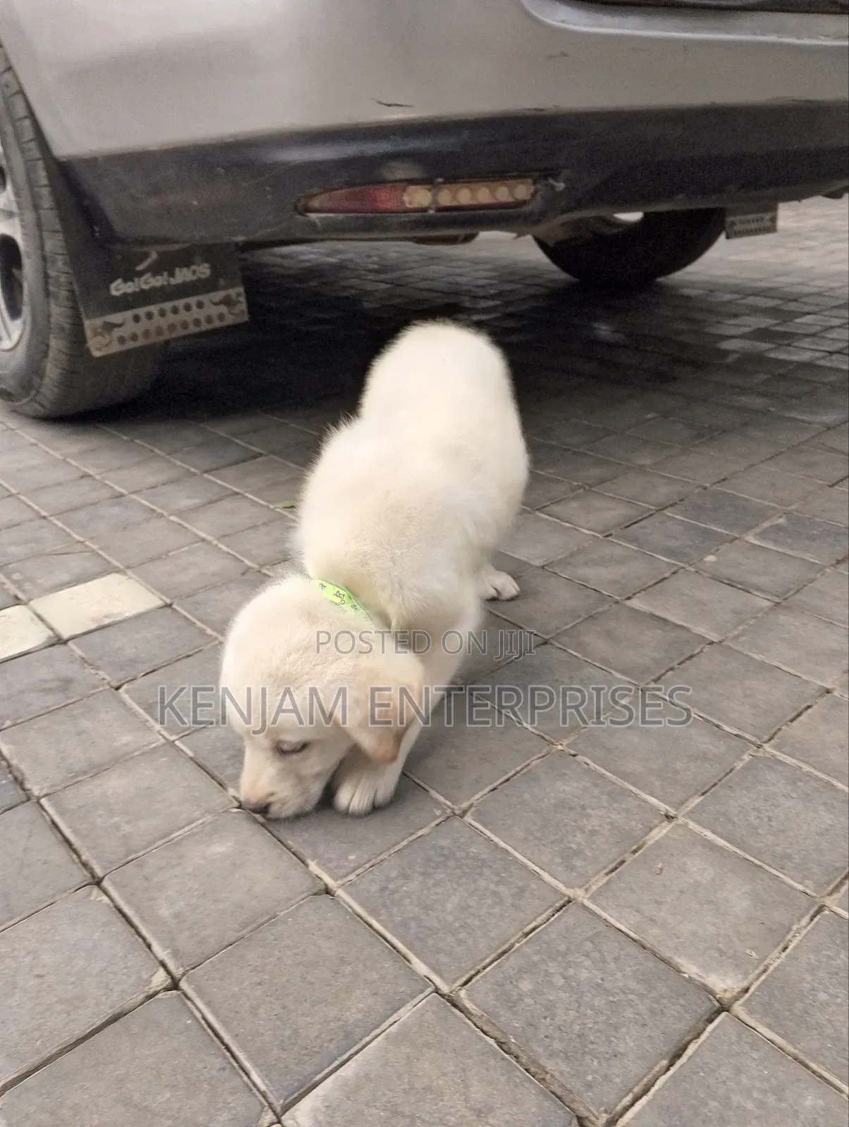 1-3 months Male Purebred Labrador Retriever