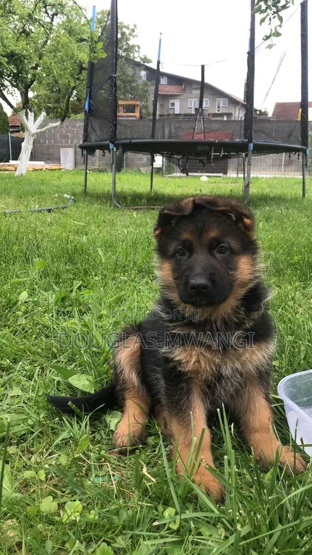 0-1 month Male Purebred German Shepherd - thumbnail 2