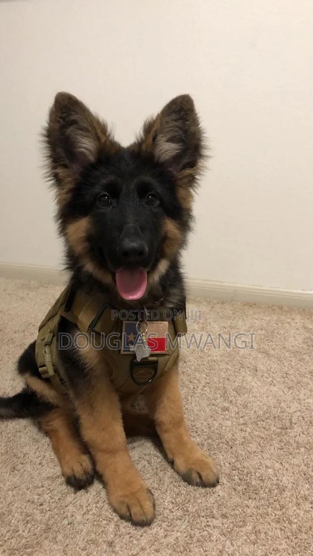 0-1 month Male Purebred German Shepherd - thumbnail 3