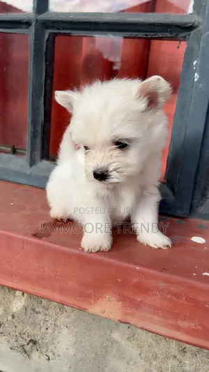 1-3 months Female Purebred Maltese