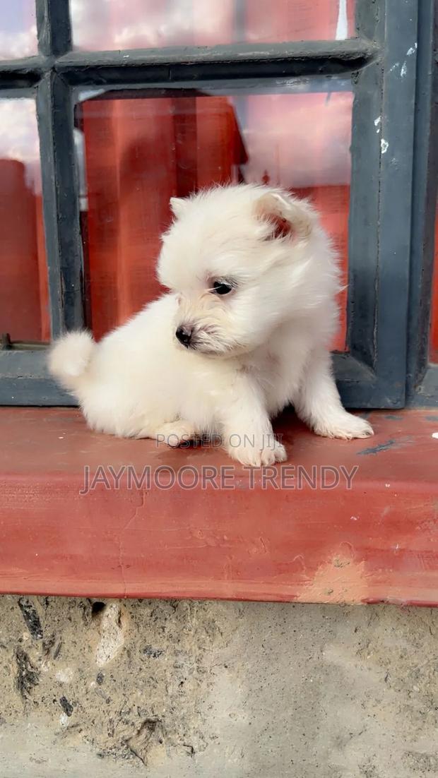 1-3 months Female Purebred Maltese - thumbnail 2