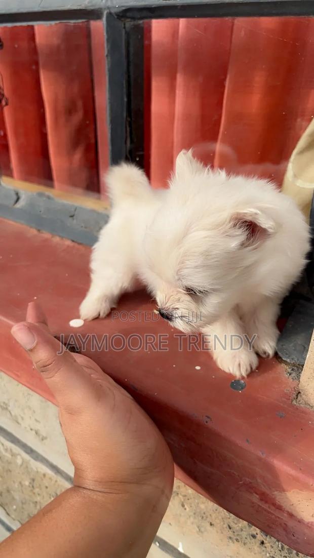 1-3 months Female Purebred Maltese - thumbnail 3