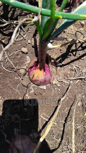 Onion Red Bulb