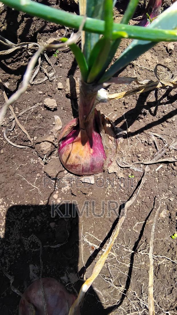 Onion Red Bulb