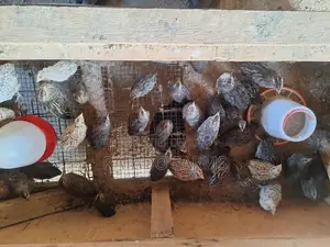 Coturnix Quails