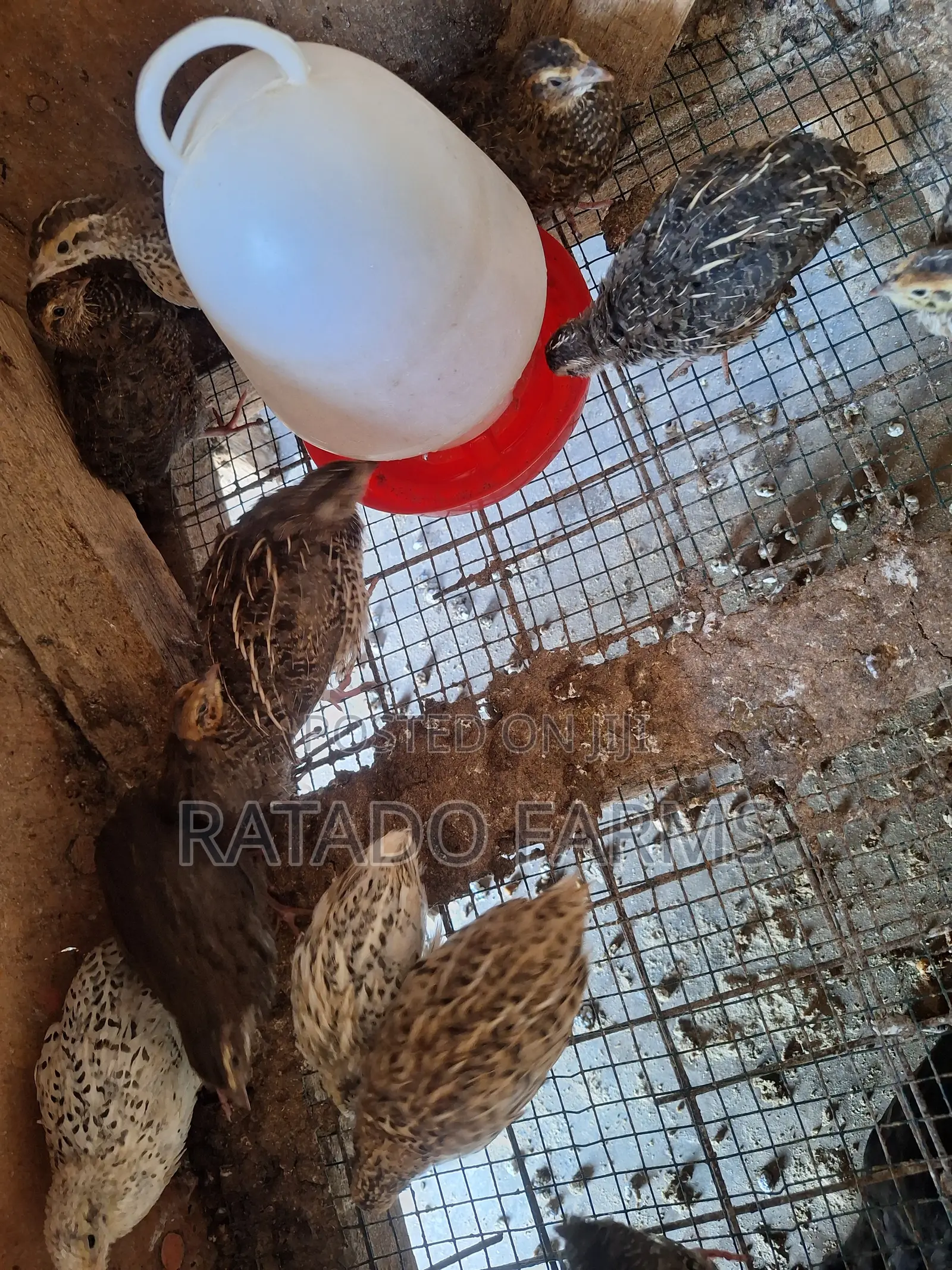 Coturnix Quails