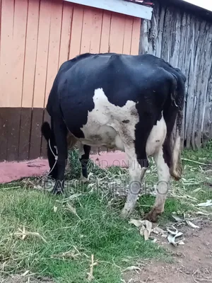 Freshian Cow 3 Weeks Tocalf Giant Cow