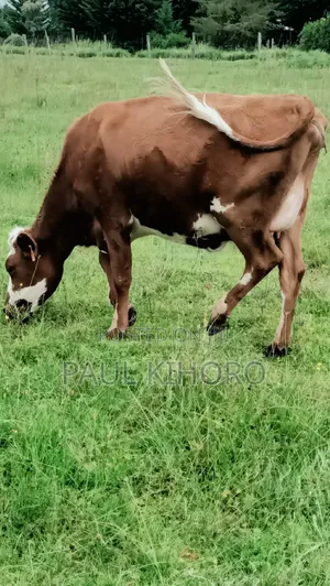 Ashley Heifer 8month Incalf